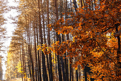 开云体育-日本男篮绝杀立陶宛，传奇时刻加里纳利爆发神勇