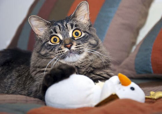 从热身赛到世界杯，马刺与戈贝尔揭示的篮球世界真相